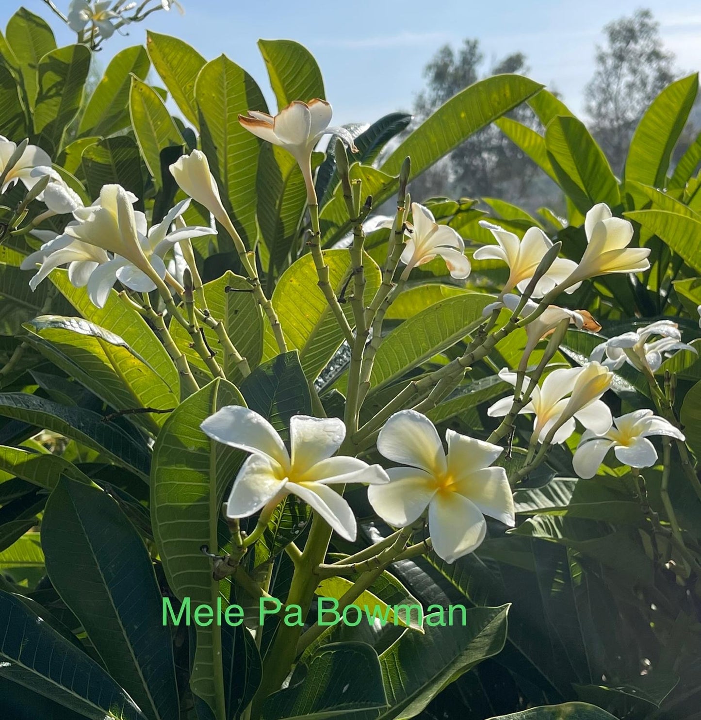 Mele Pa Bowman Plumeria