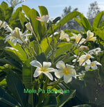 Mele Pa Bowman Plumeria