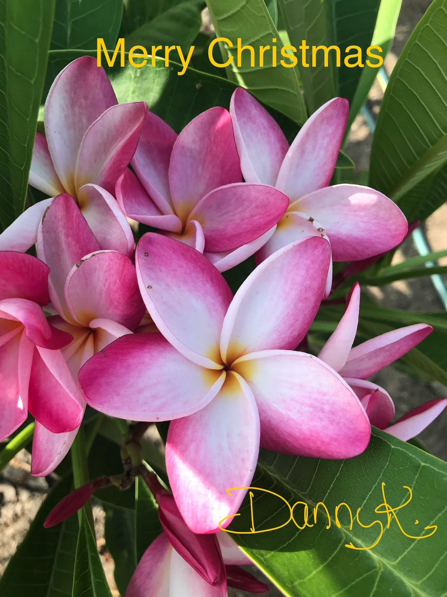 Merry Christmas Plumeria