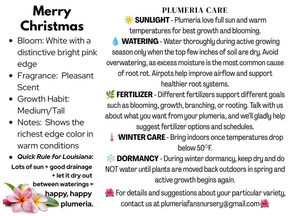 Merry Christmas Plumeria