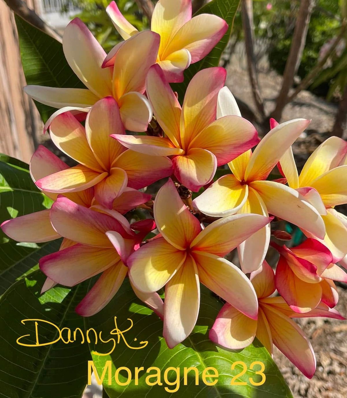 Moragne #23 Plumeria