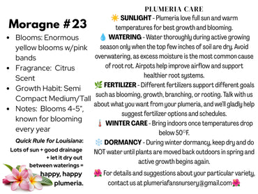 Moragne #23 Plumeria