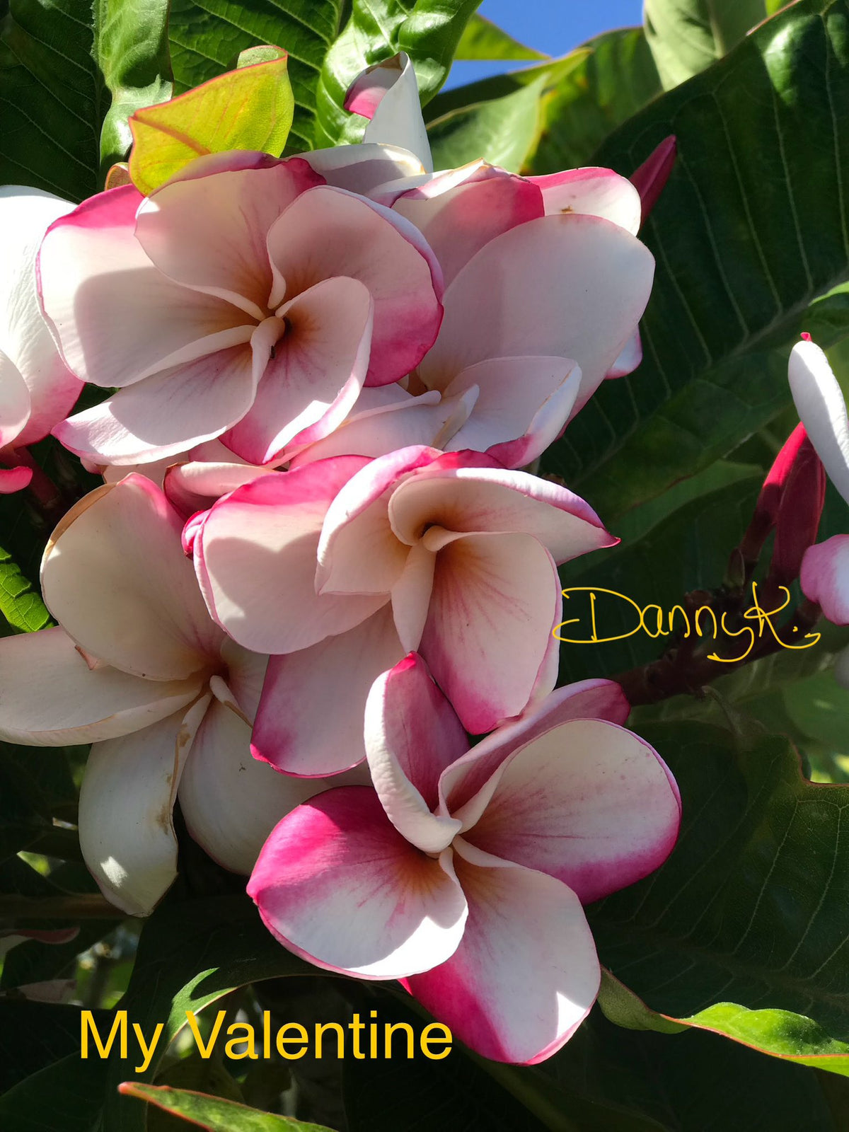 My Valentine Plumeria