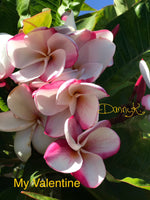 My Valentine Plumeria
