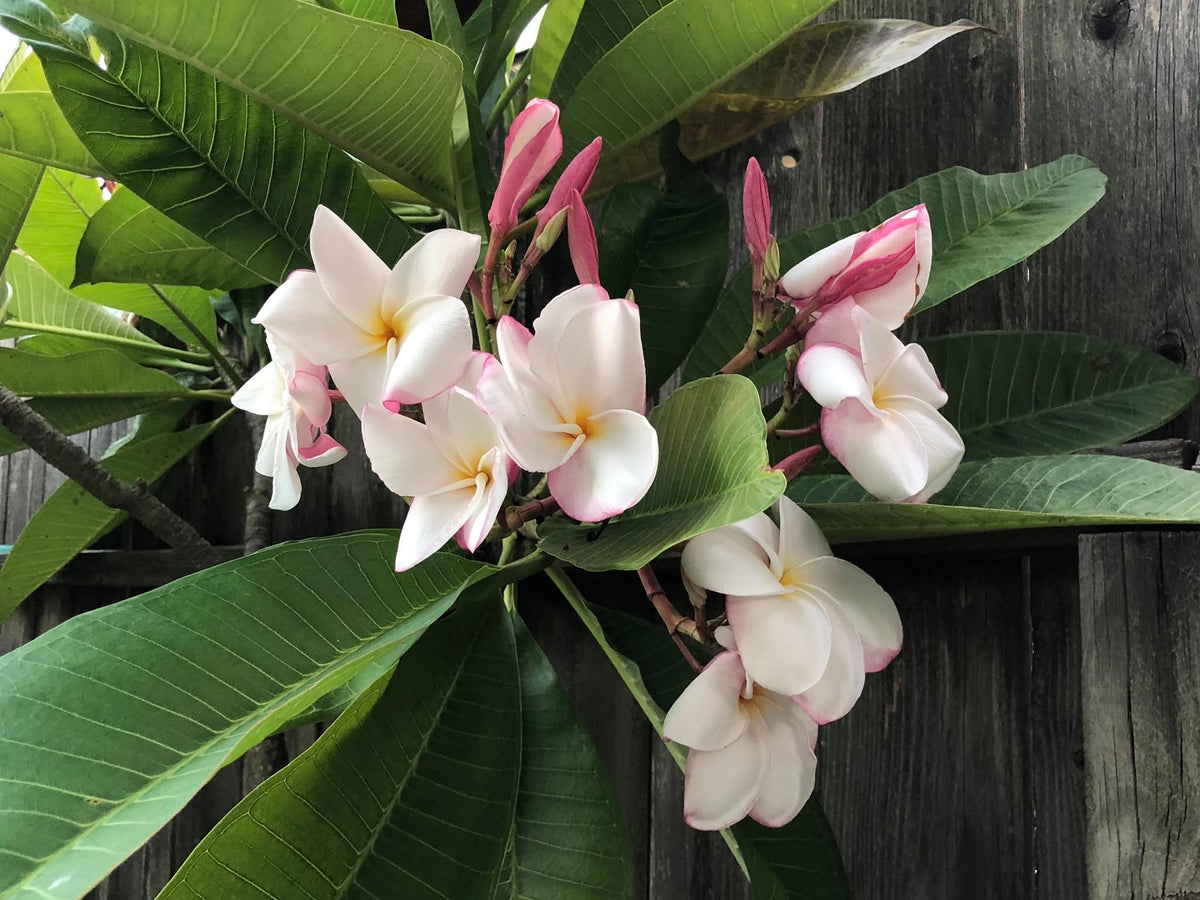 My Valentine Plumeria