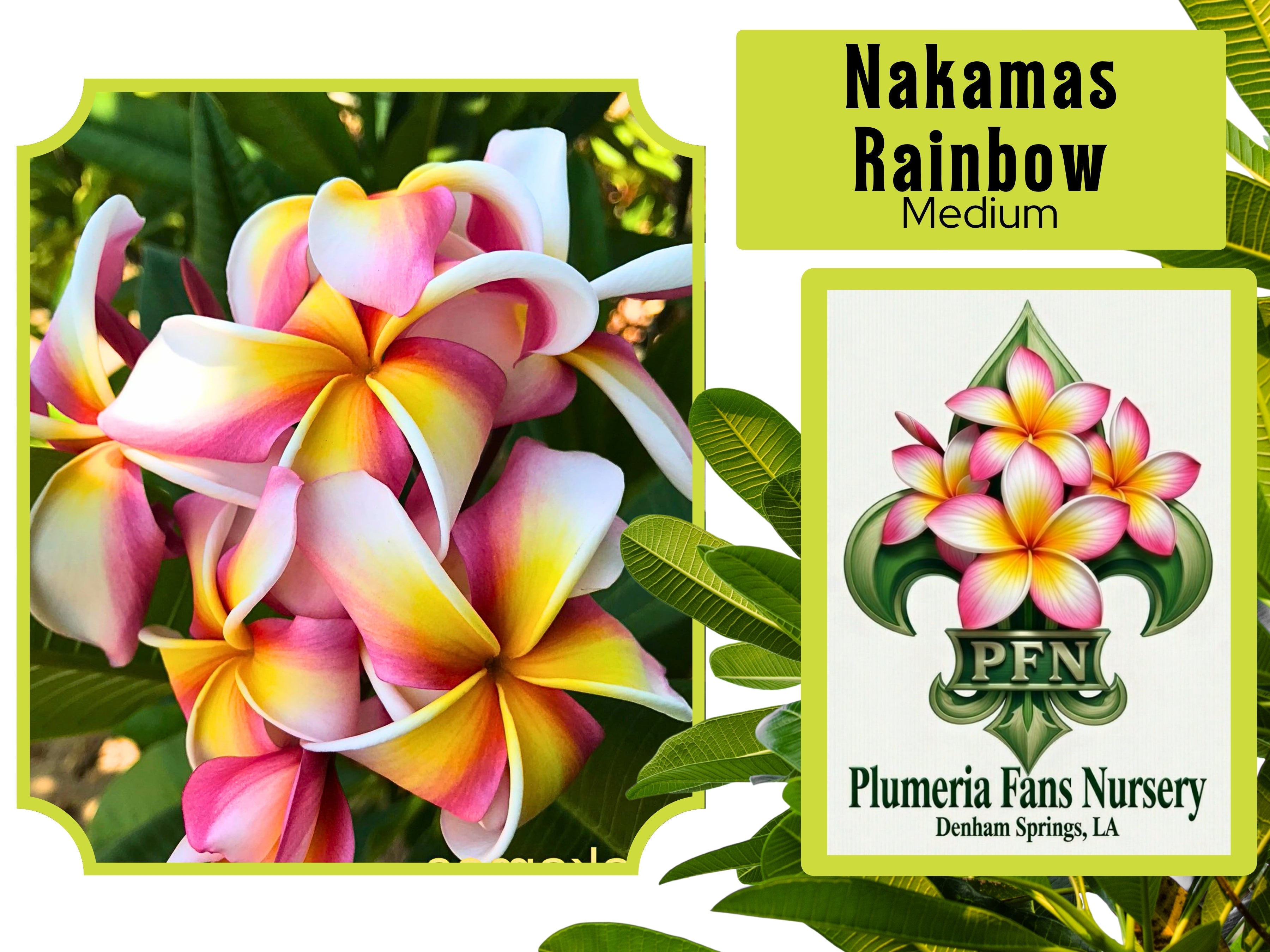 Nakamas Rainbow Plumeria