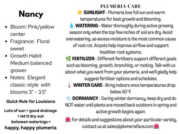 Nancy Plumeria