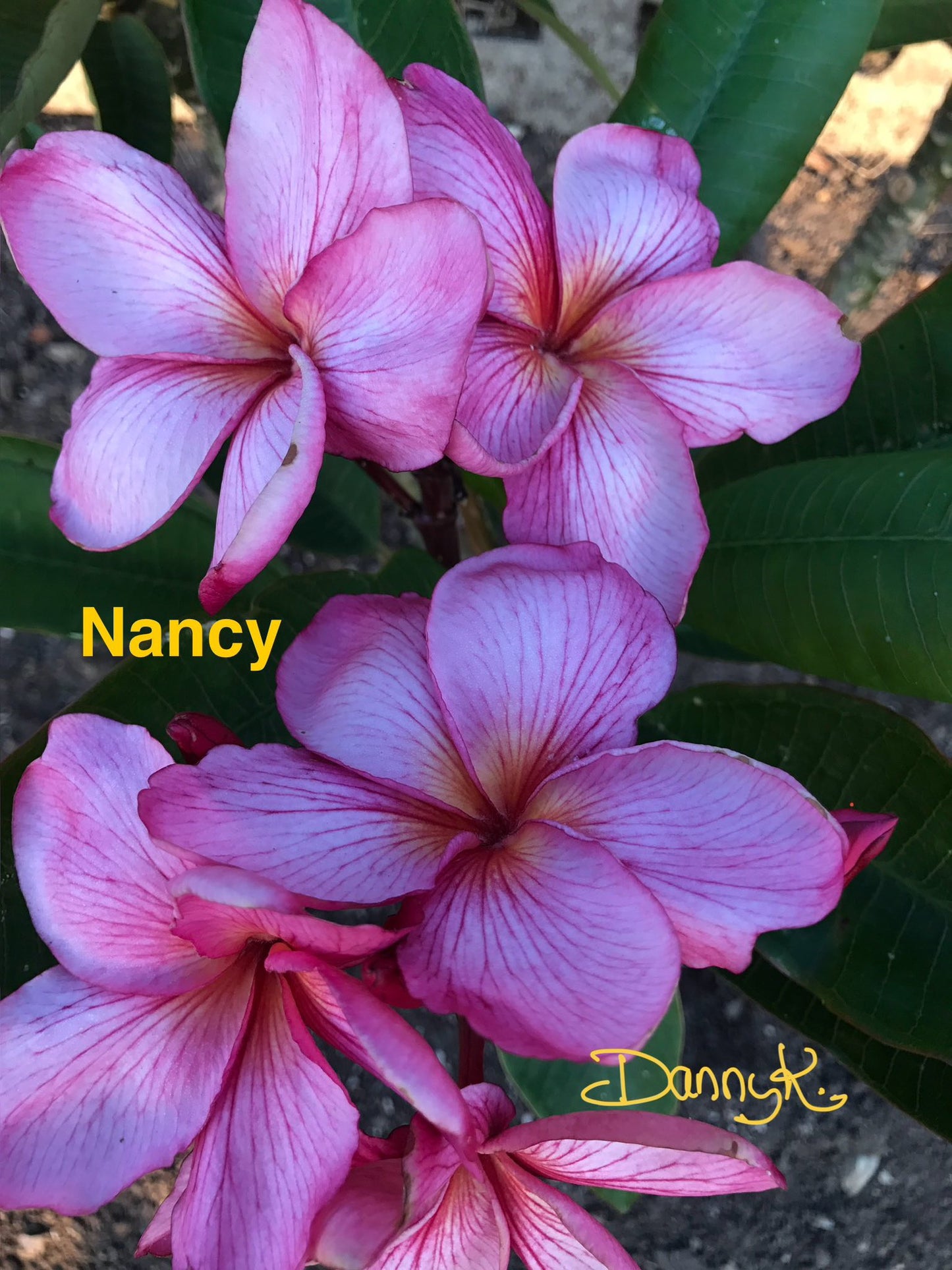 Nancy Plumeria