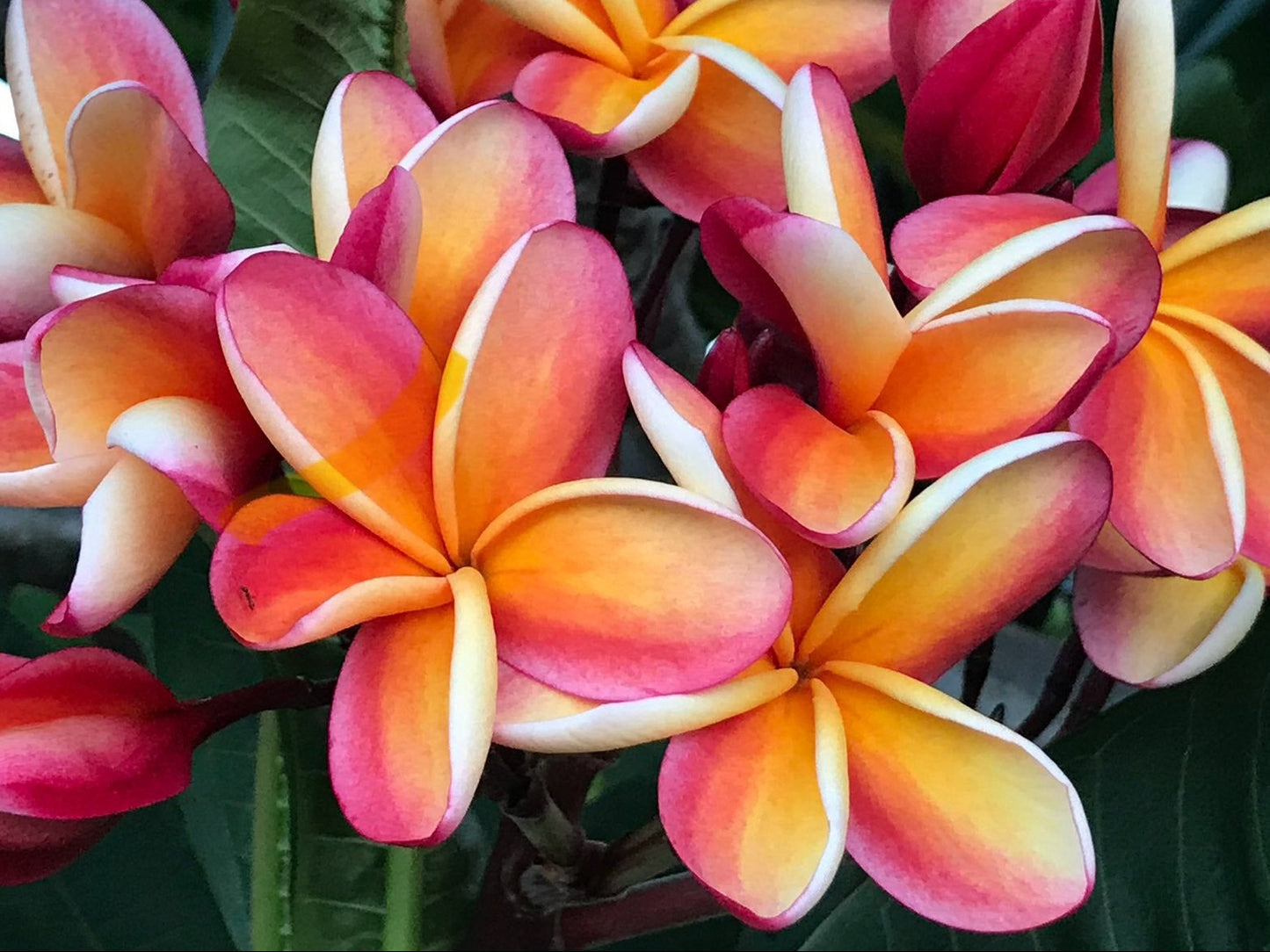 Nebles Rainbow Plumeria