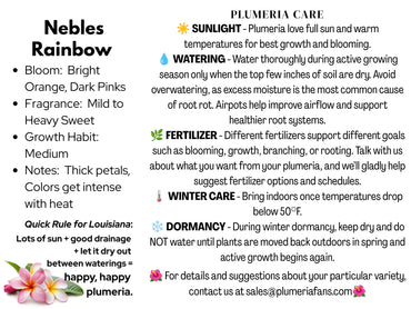 Nebles Rainbow Plumeria