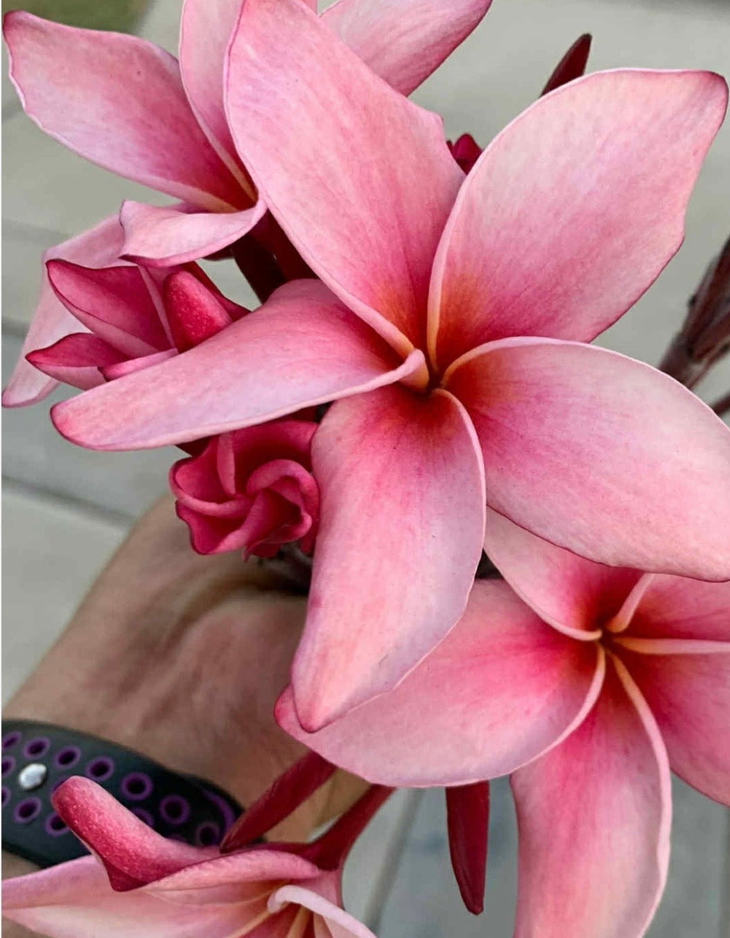 Newport Pink