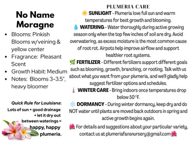 No Name Moragne Plumeria