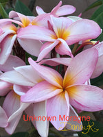 No Name Moragne Plumeria