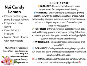 Nui Candy Lemon