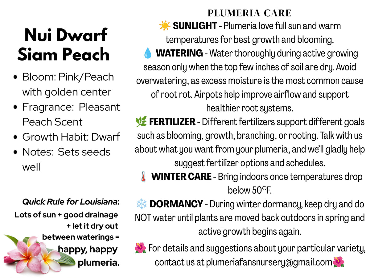 Nui Dwarf Siam Peach