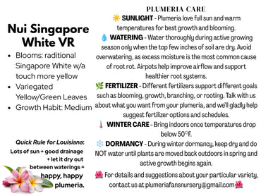 Nui Singapore White Varigated