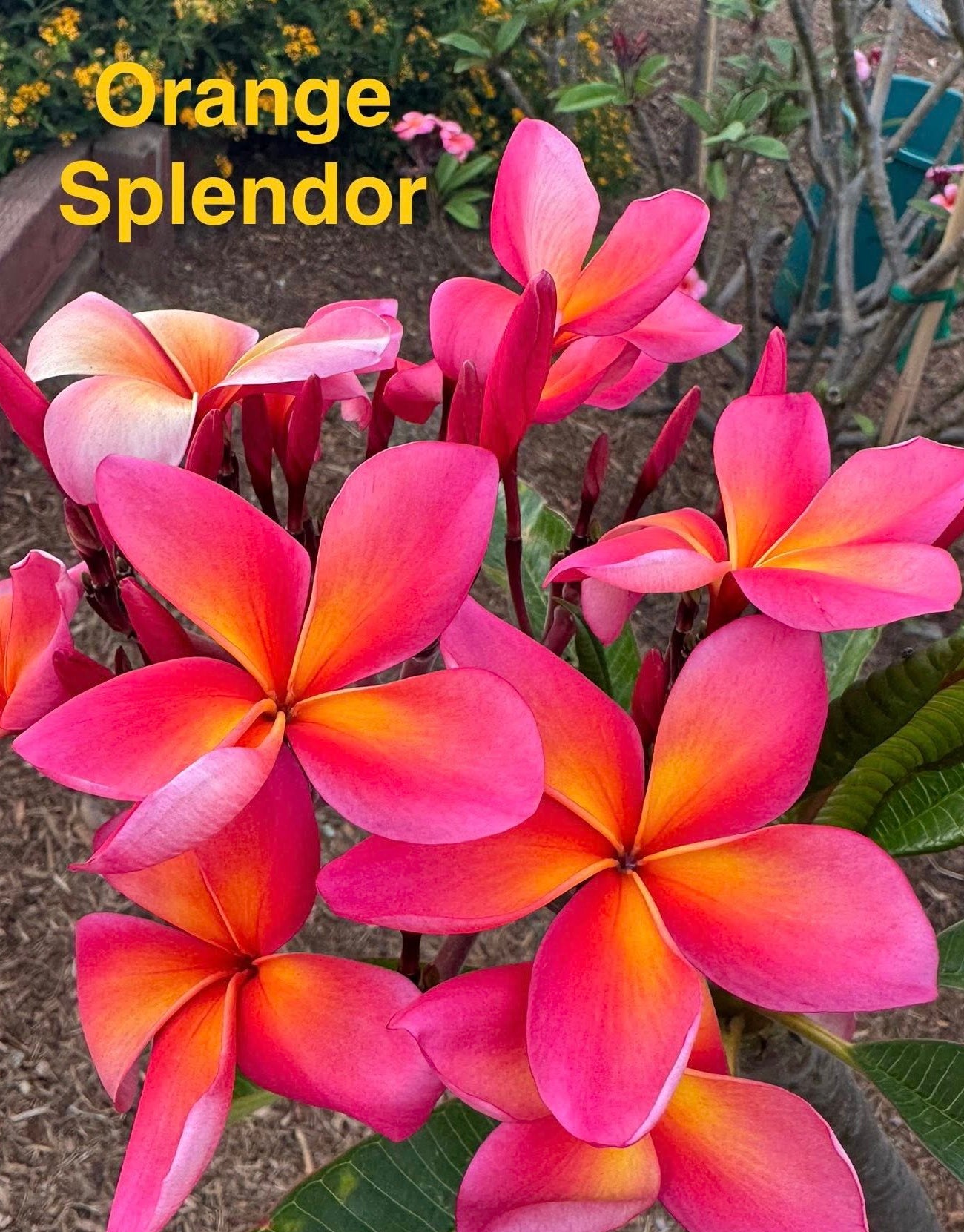 Orange Splendor Plumeria