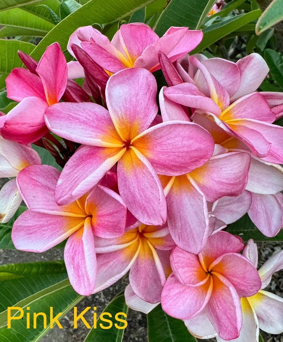 JJ Pink Kiss Plumeria