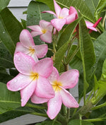 Princess Victoria Plumeria