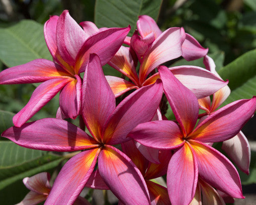 Purple Rainbow Plumeria