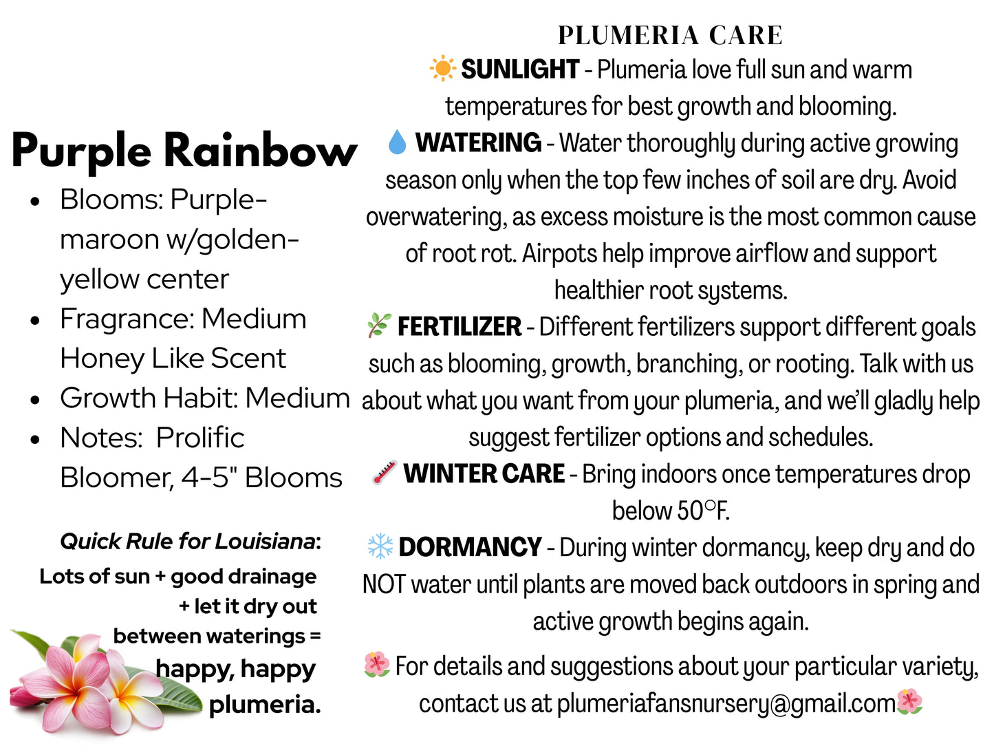 Purple Rainbow Plumeria