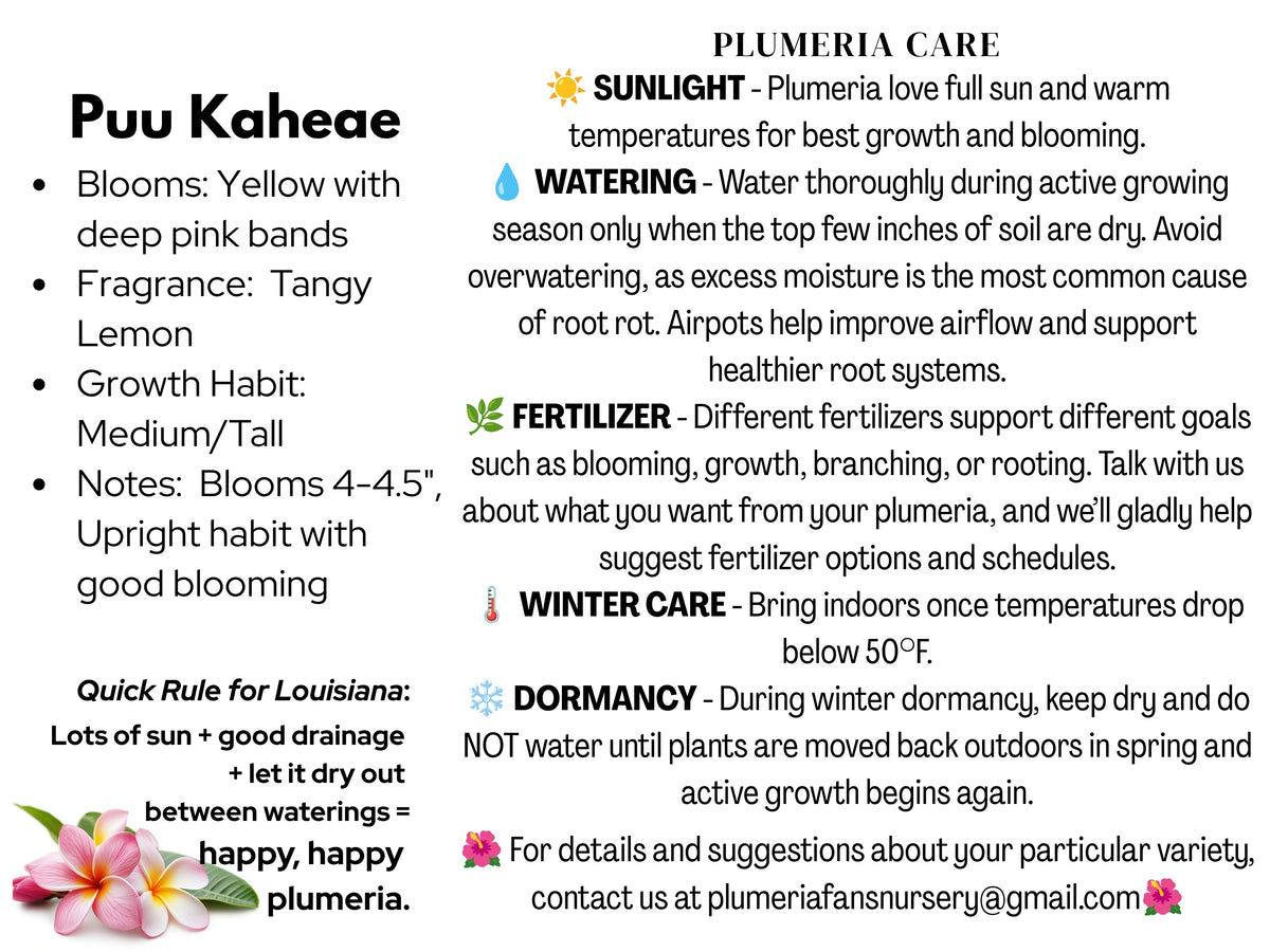 Puu Kahea Plumeria