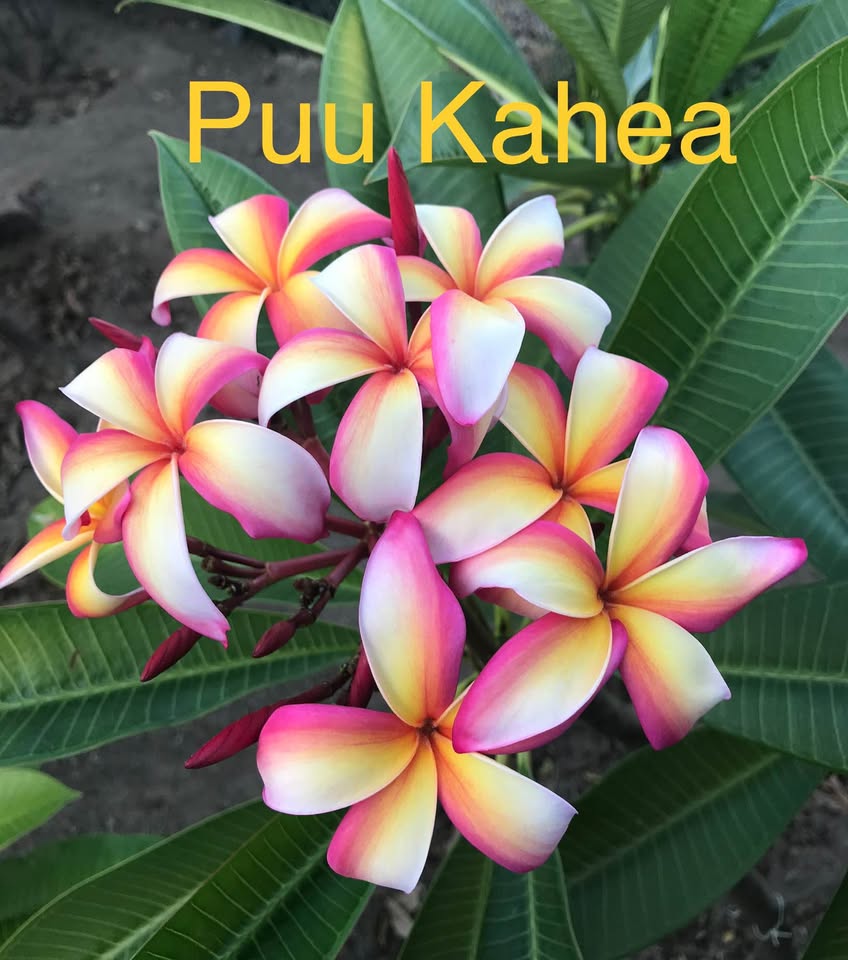 Puu Kahea Plumeria