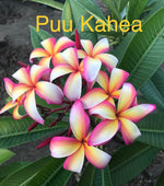 Puu Kahea Plumeria