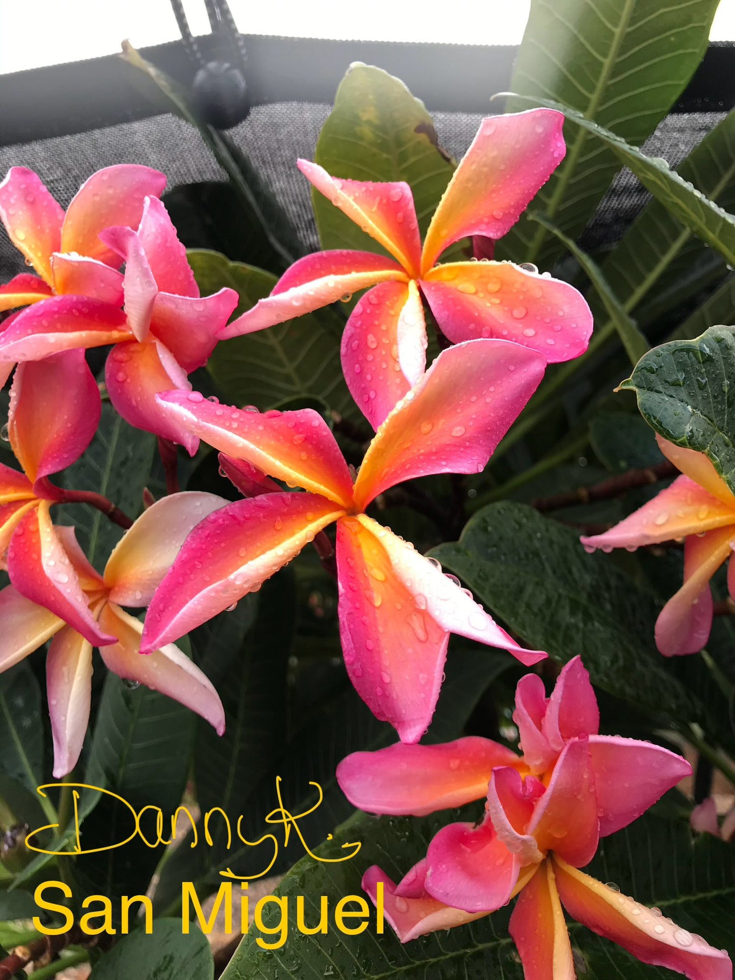 San Miguel Plumeria