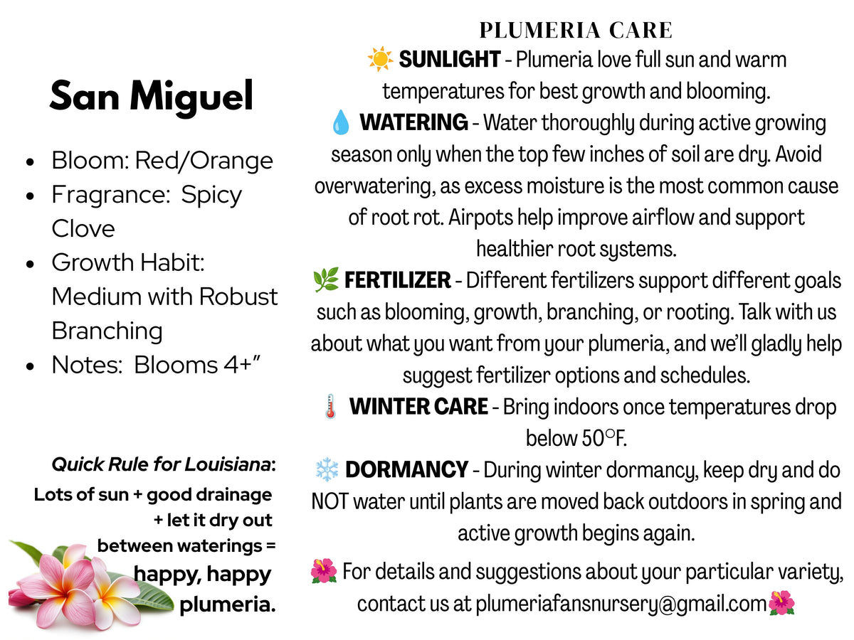 San Miguel Plumeria