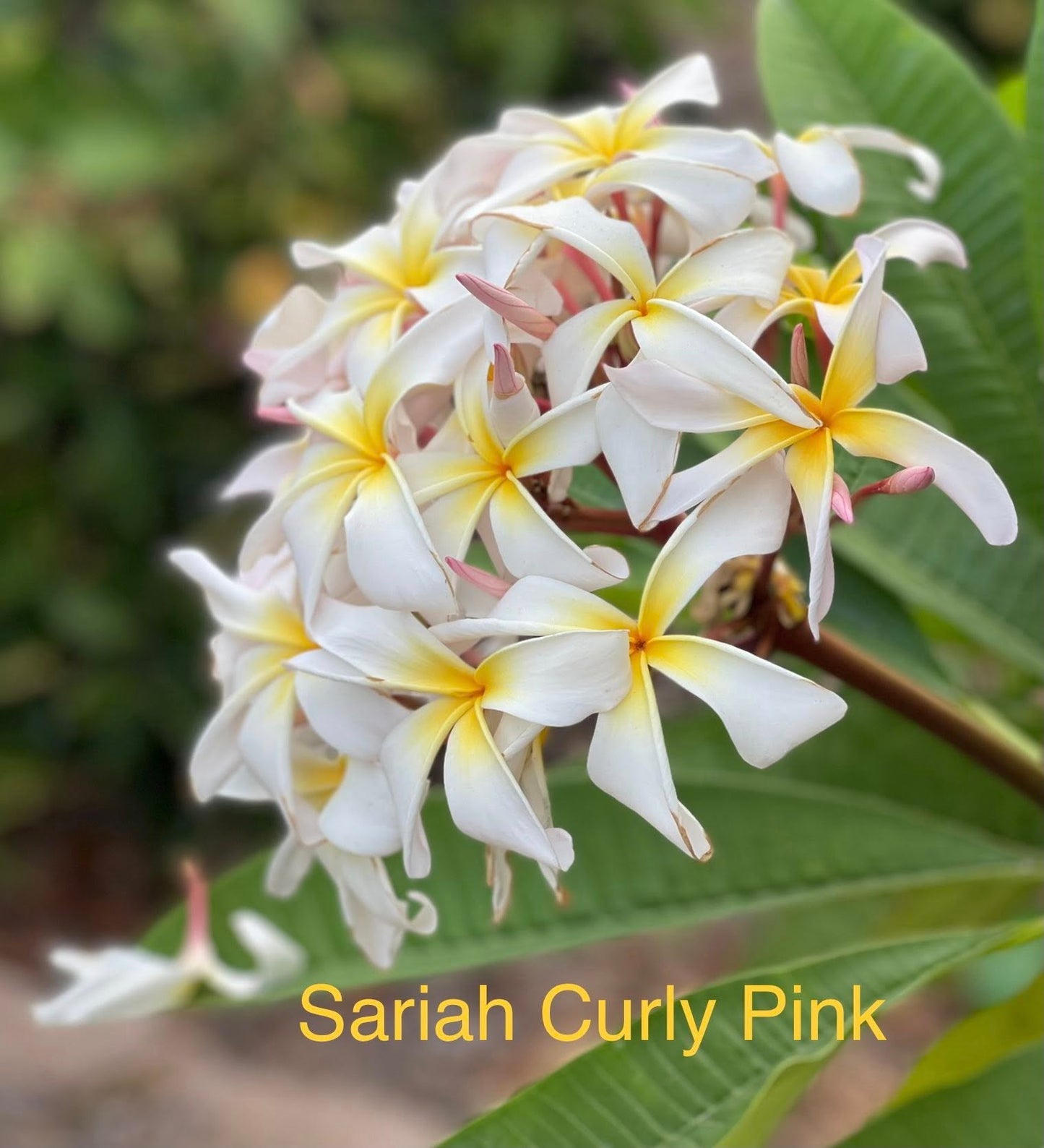 Sariah's Curly Pink
