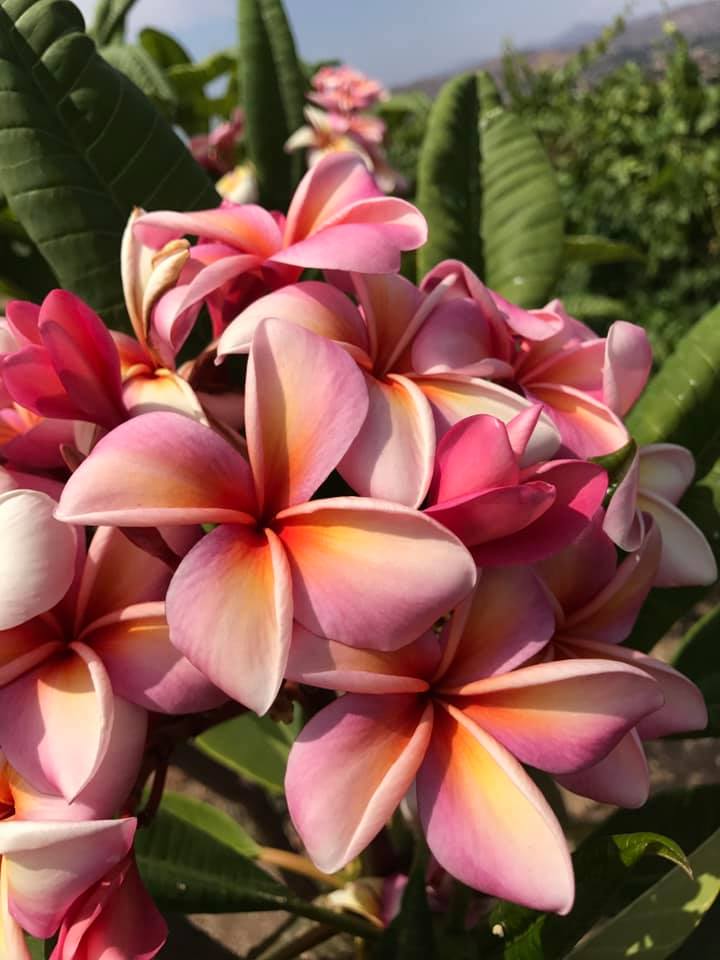 Tahitian Sunset Plumeria