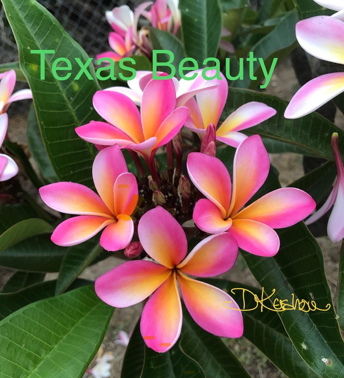 Texas Beauty Plumeria