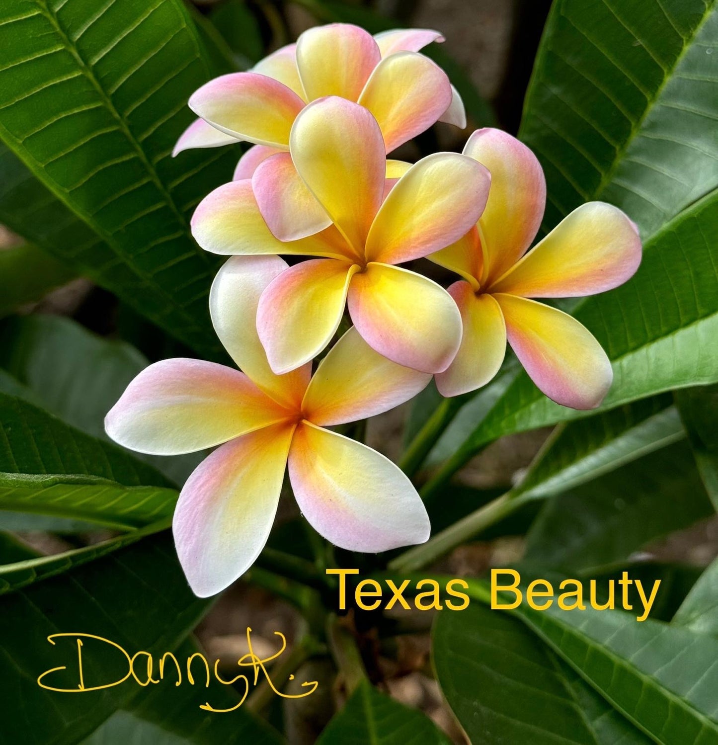 Texas Beauty Plumeria
