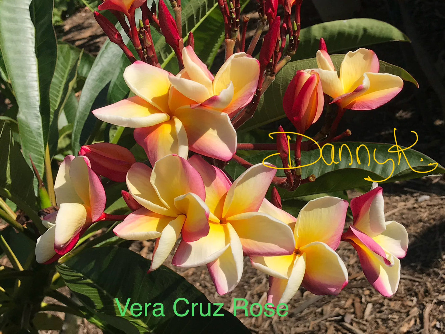Vera Cruz Rose Plumeria