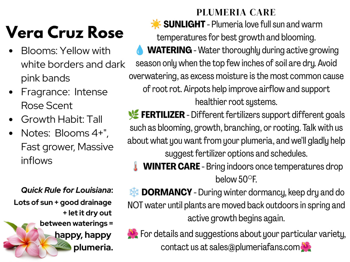 Vera Cruz Rose Plumeria
